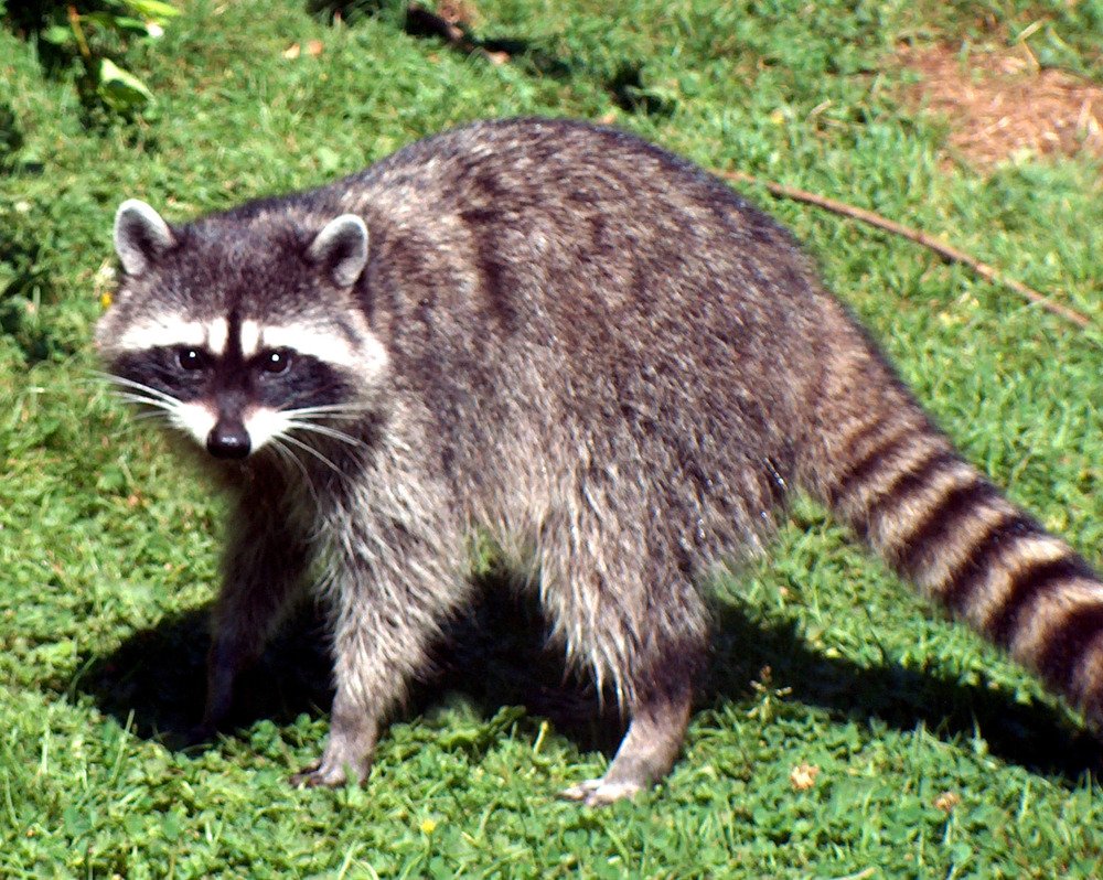 Racoon